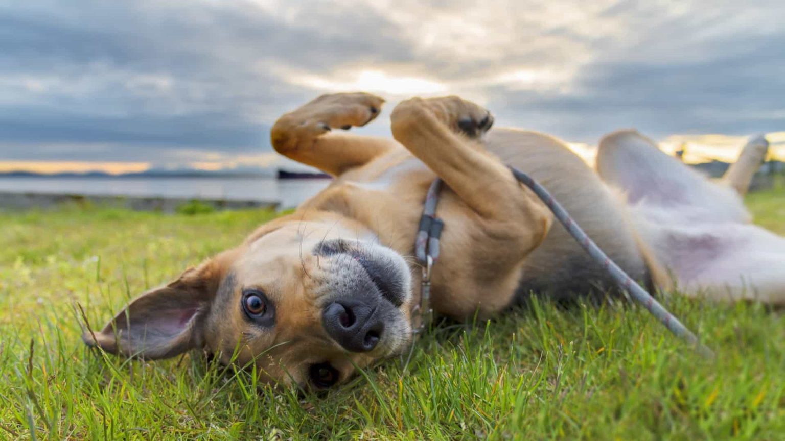 Ranking da fofura: as raças de cães mais encantadoras do mundo!