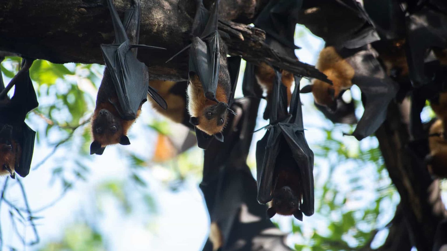 Morcegos são colocados em geladeiras para serem resgatados da Ucrânia